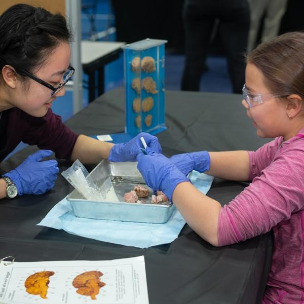 A U N E student helps a child participant at the brain fair event